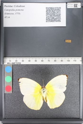 Media type: image;   Entomology 117101